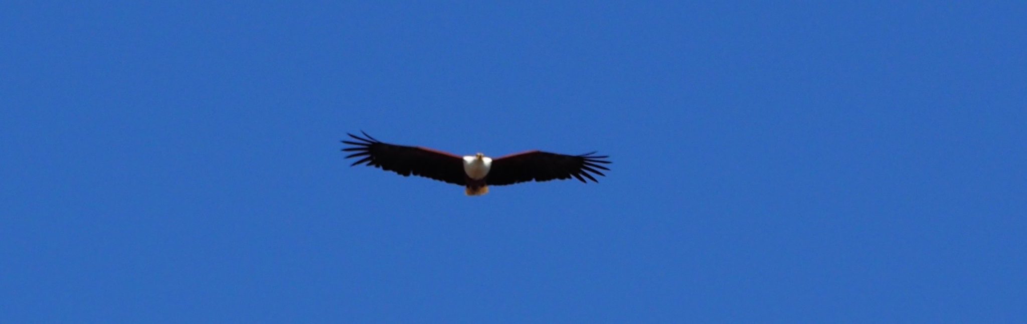 Namibia Okavango afrikanischer Seeadler