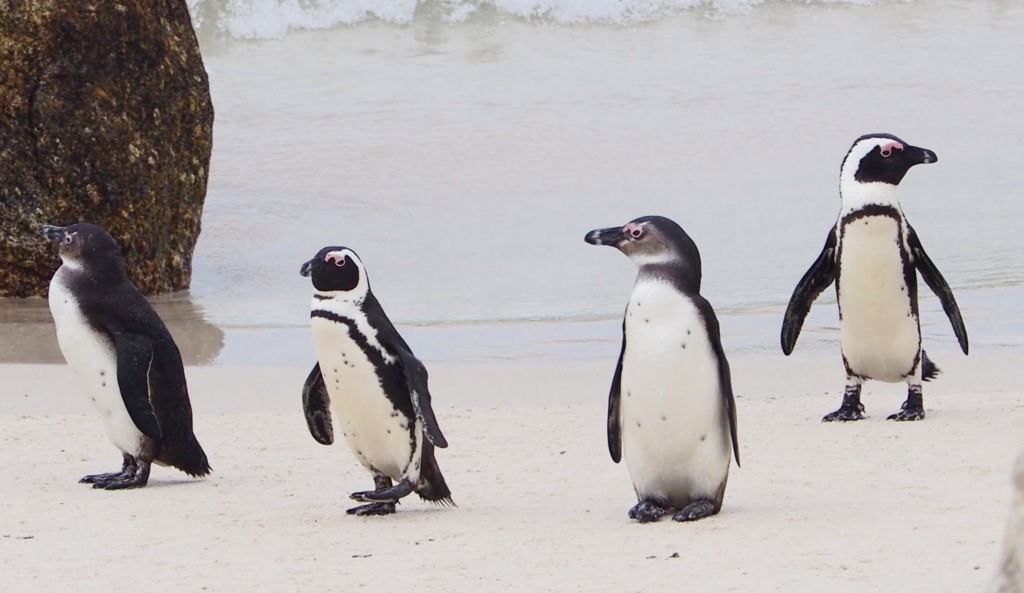 Kapstadt cape town südafrika south africa tafelberg reisen mit kindern familienurlaub boulder´s beach pinguine