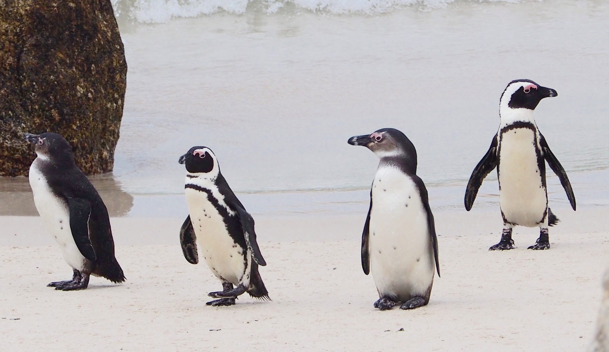 Handyhülle selbst gestalten Pinguine