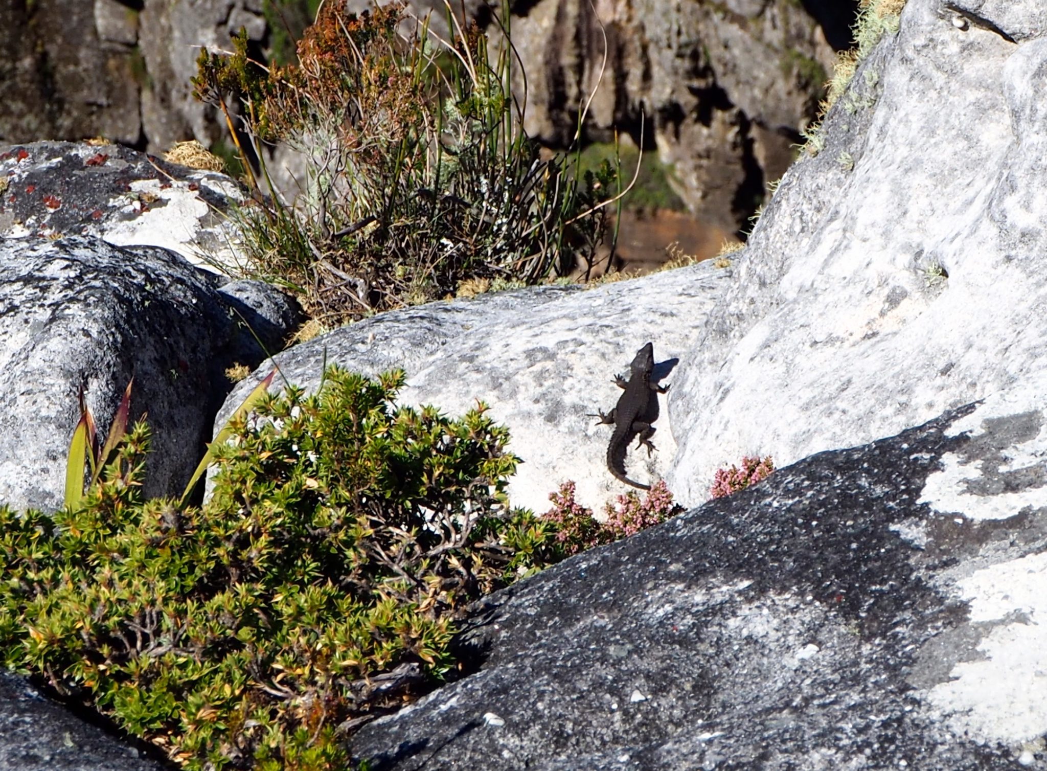 Kapstadt cape town südafrika south africa tafelberg reisen mit kindern familienurlaub Kap der Guten Hoffnung