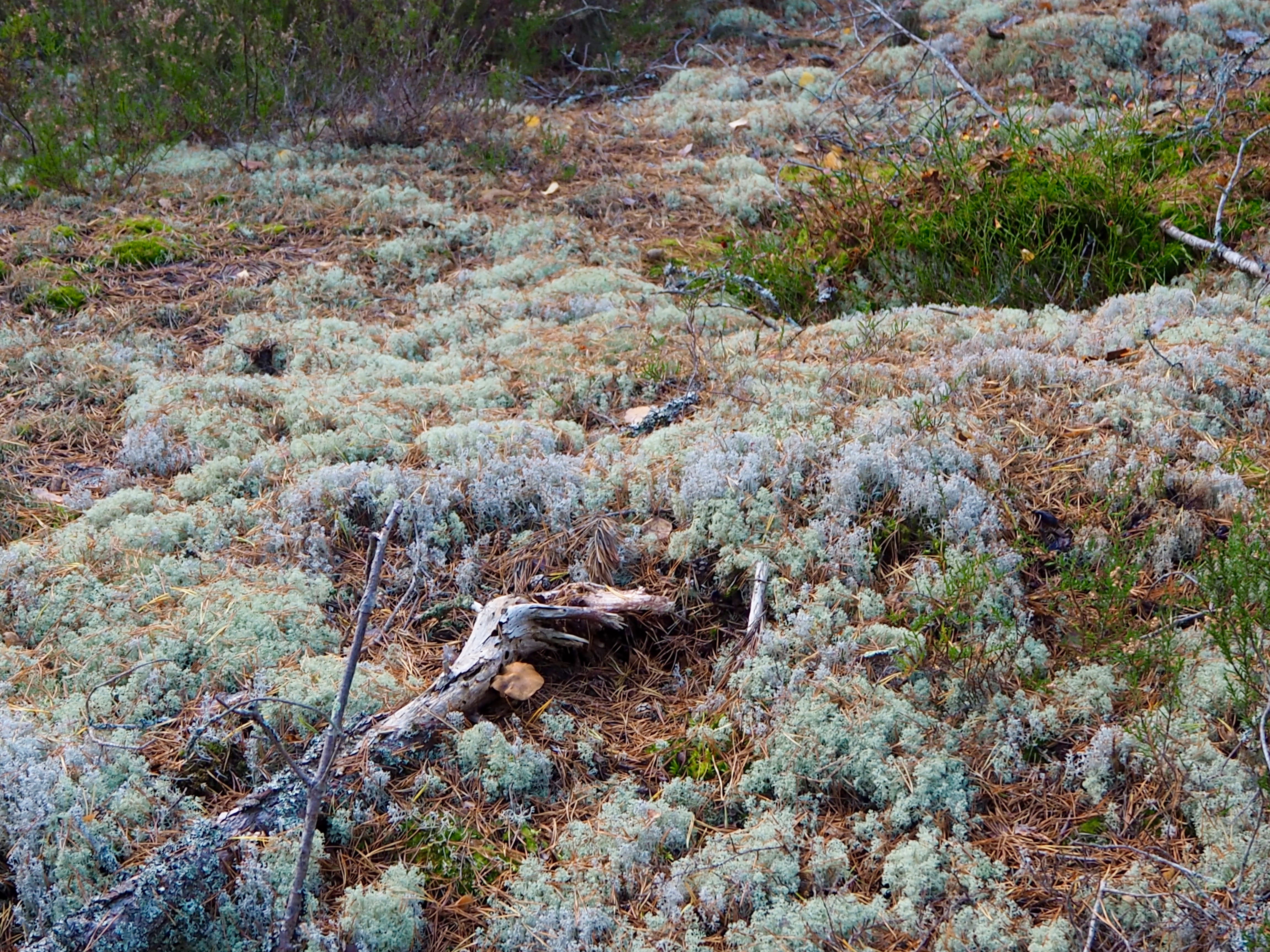 Pilze sammeln in Smaland Moos Schweden Herbst Wald Tovfehult