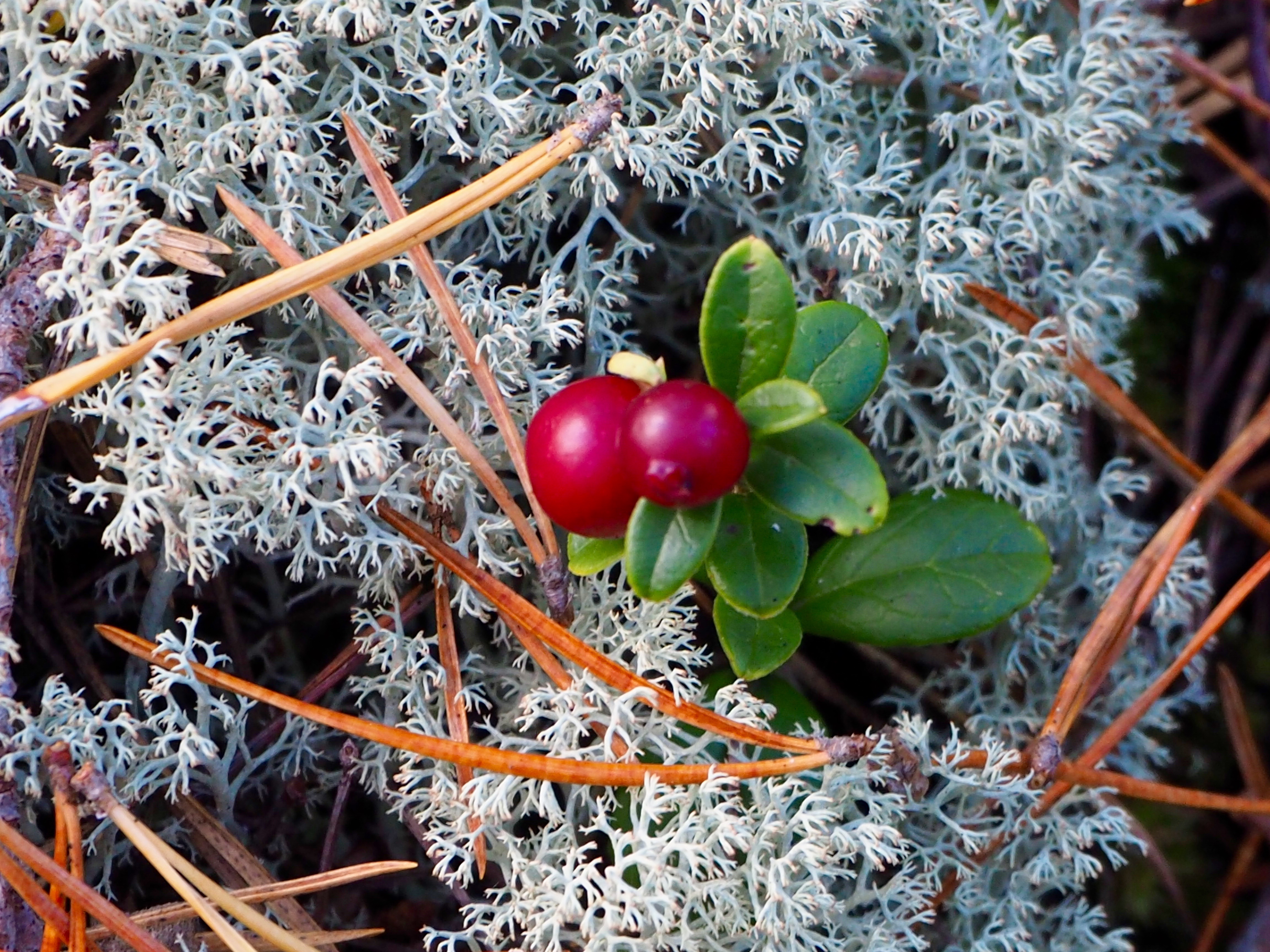 Pilze sammeln in Smaland Schweden Herbst Wald Tovfehult Moos