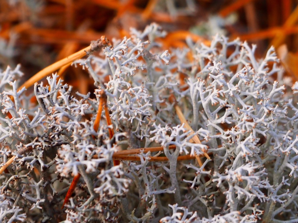 Pilze sammeln in Smaland Schweden Herbst Wald Tovfehult Moos