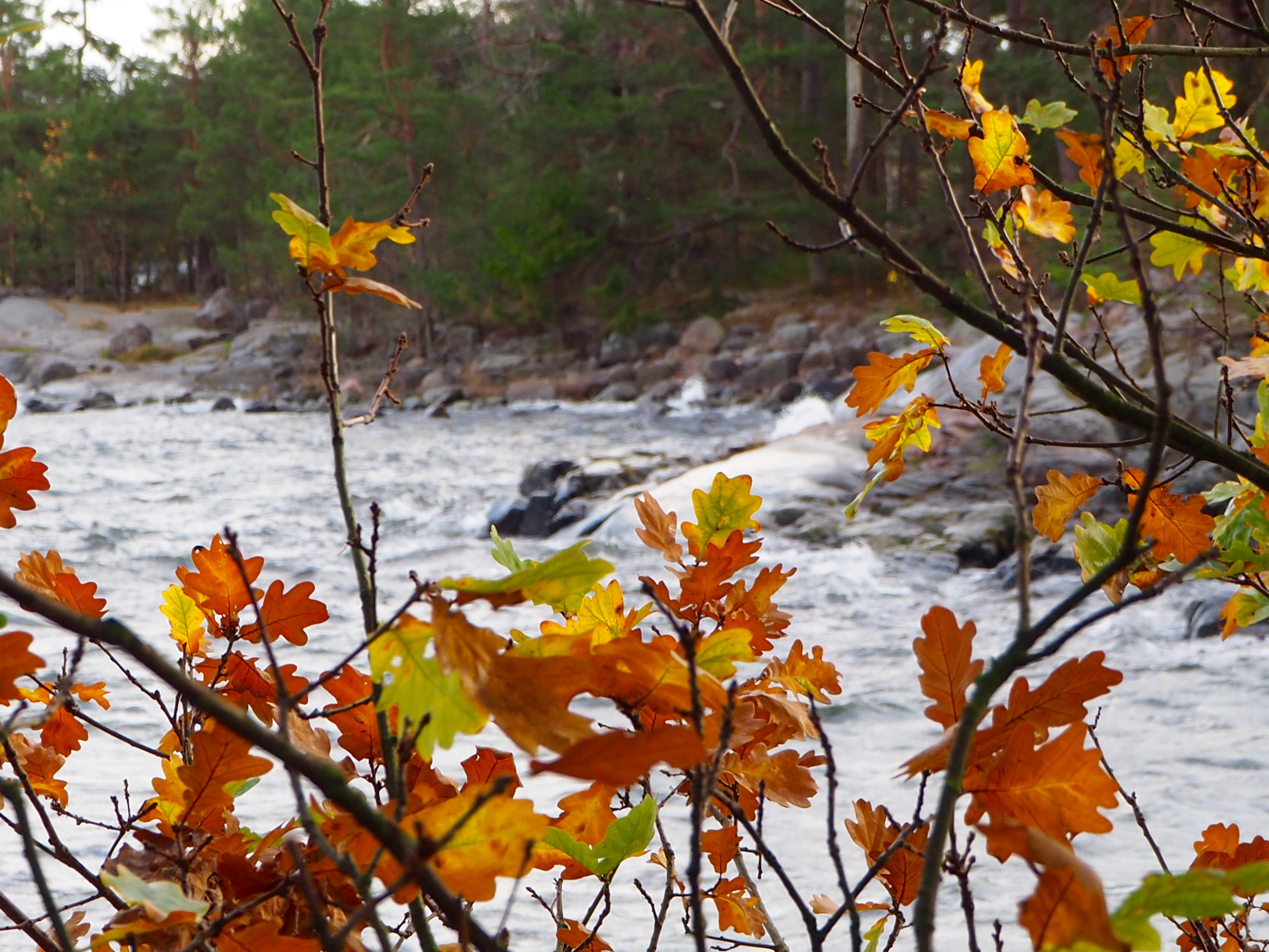 Pilze sammeln in Smaland Schweden Herbst Wald Tovfehult