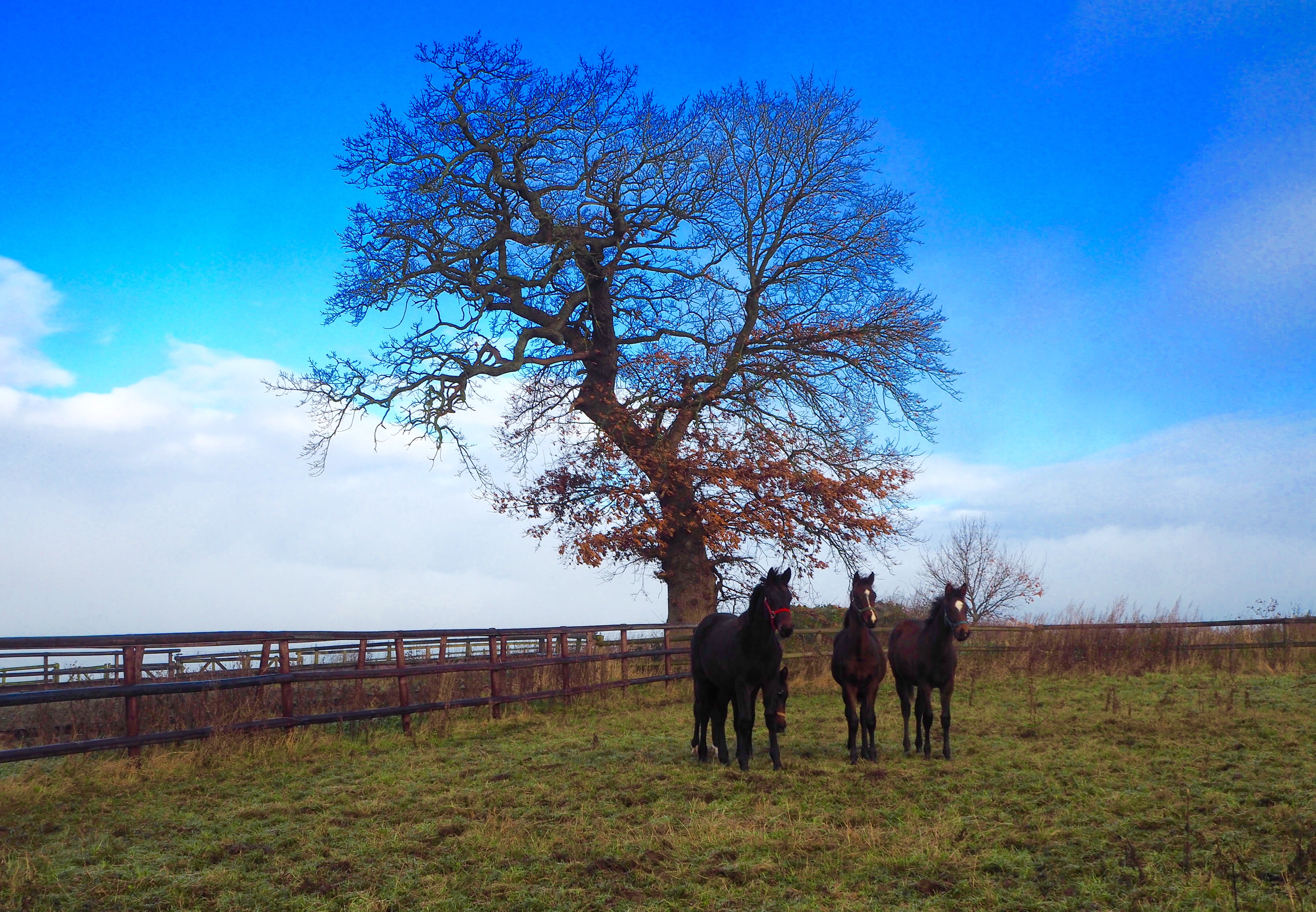 Gut Panker Schleswig-Holstein Ole Liese Trakehner Pferde Eiche