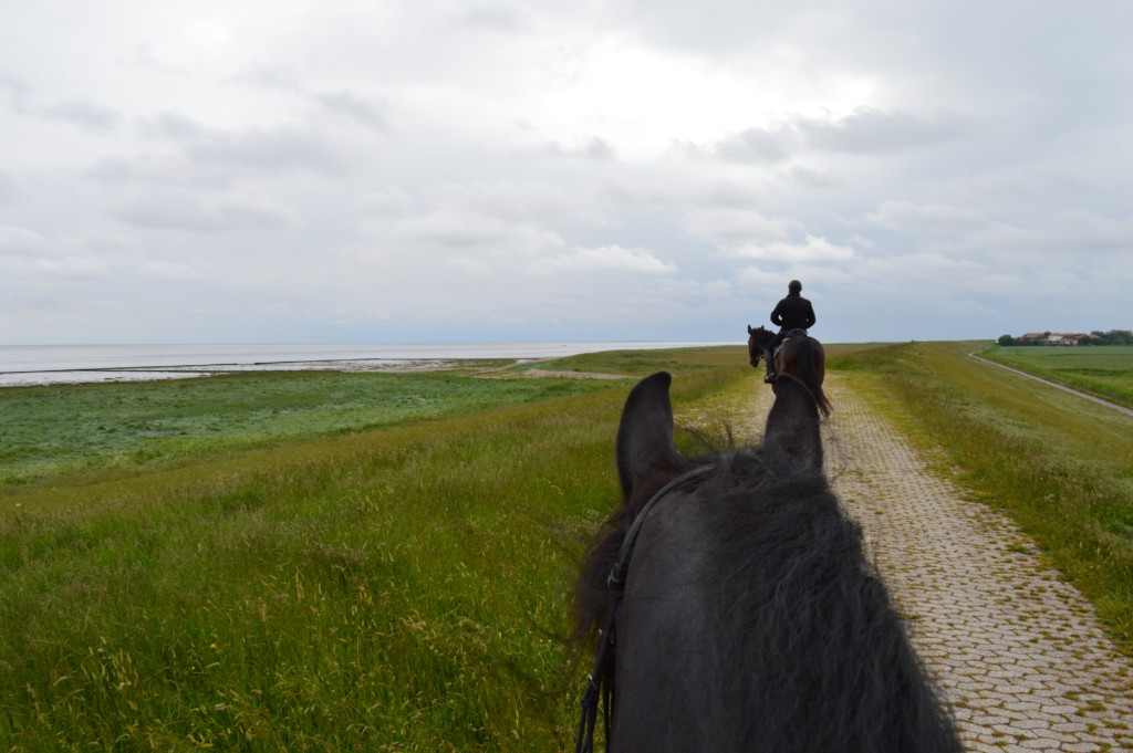 Nordsee Niedersachsen Familotel Friesland-Stern Haflinger Friesen Wangerland Horum Familienurlaub Reiten Appartments Wattritt 