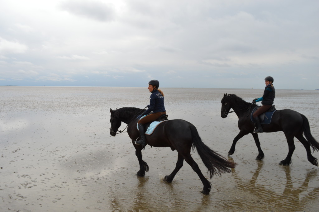 Nordsee Niedersachsen Familotel Friesland-Stern Haflinger Friesen Wangerland Horum Familienurlaub Reiten Appartments Wattritt 