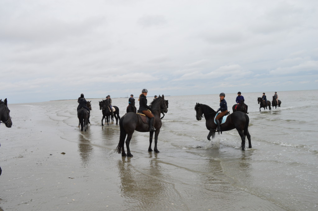 Nordsee Niedersachsen Familotel Friesland-Stern Haflinger Friesen Wangerland Horum Familienurlaub Reiten Appartments Wattritt 