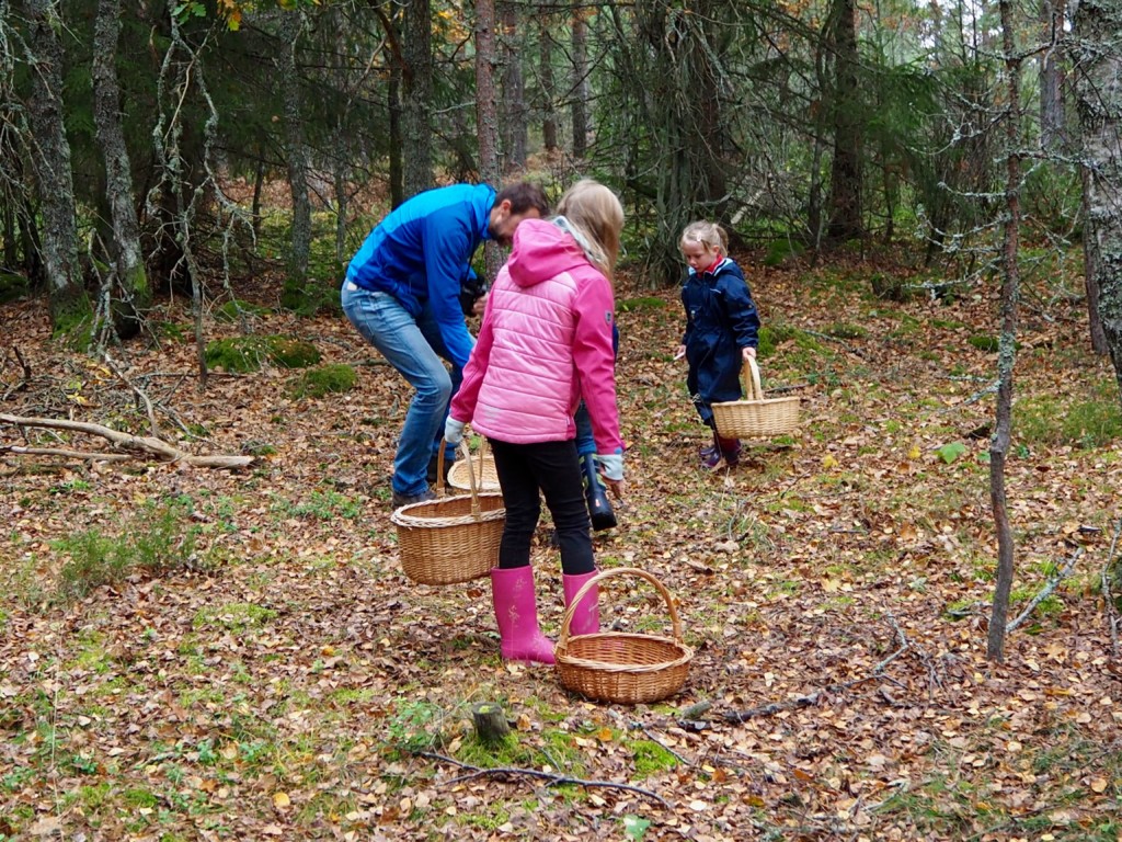 Pilze sammeln in Smaland Schweden Herbst Wald