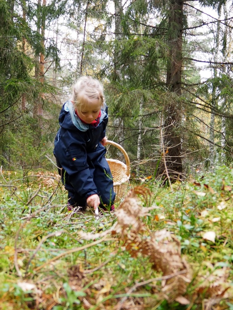 Pilze sammeln in Smaland Schweden Herbst Wald