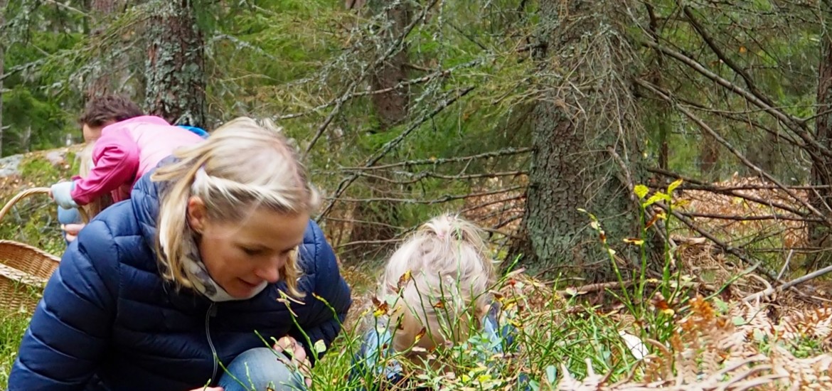 Pilze sammeln in Smaland Schweden Herbst Wald