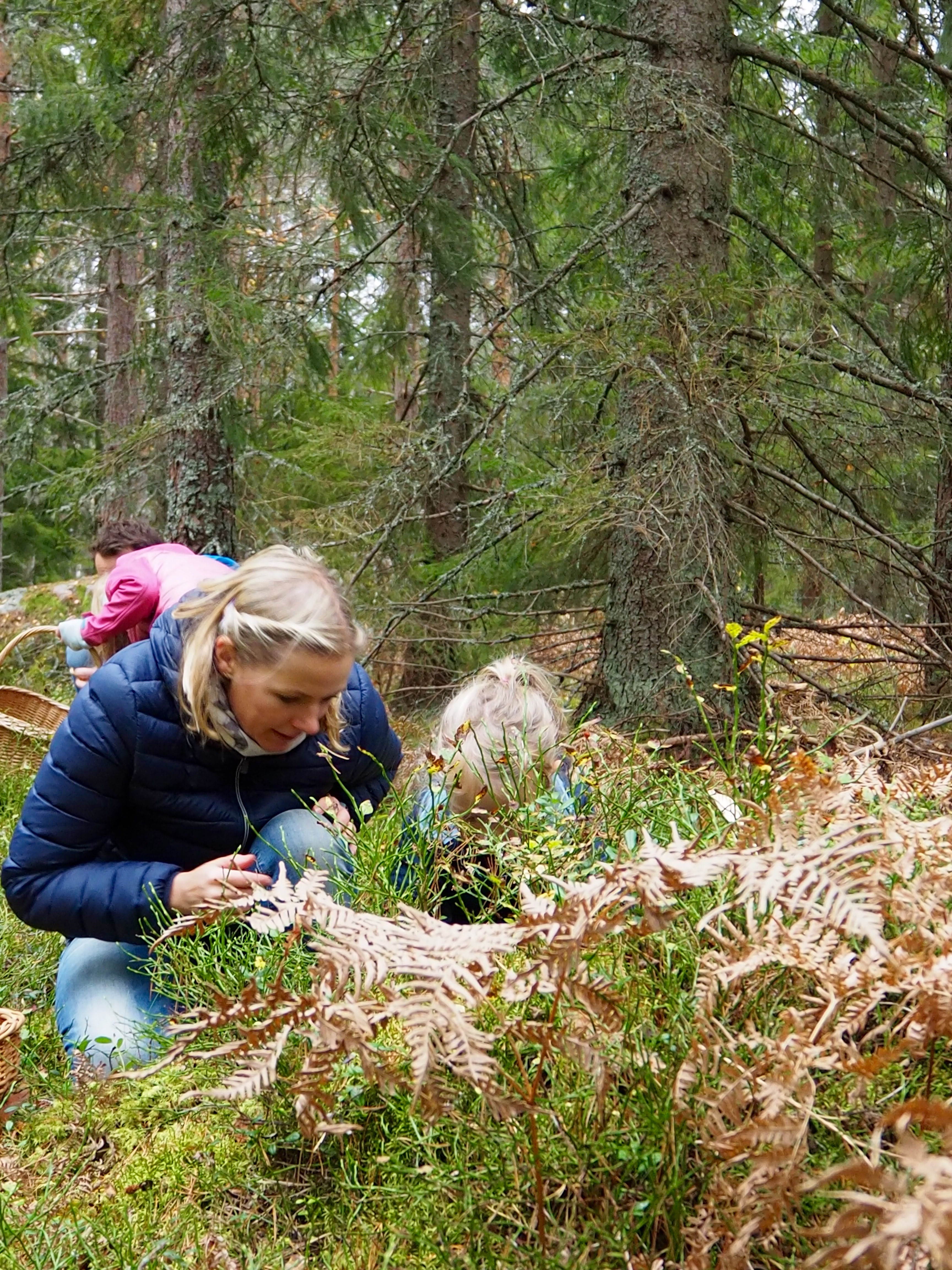 Pilze sammeln in Smaland Schweden Herbst Wald