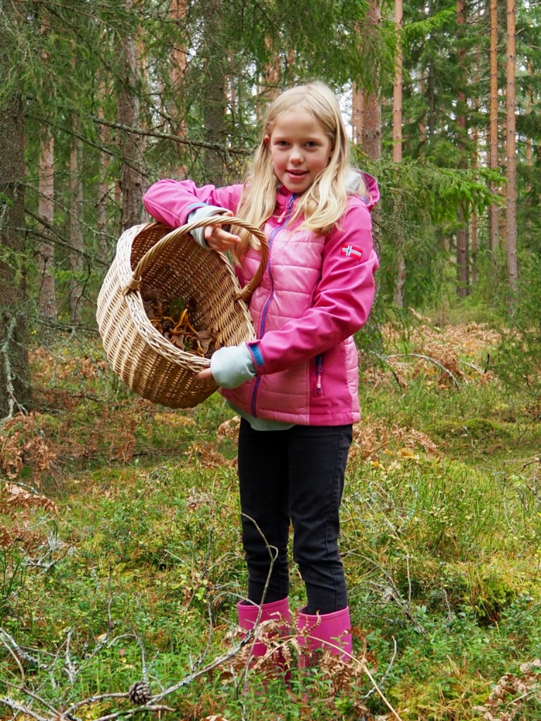 Pilze sammeln in Smaland Schweden Herbst Wald