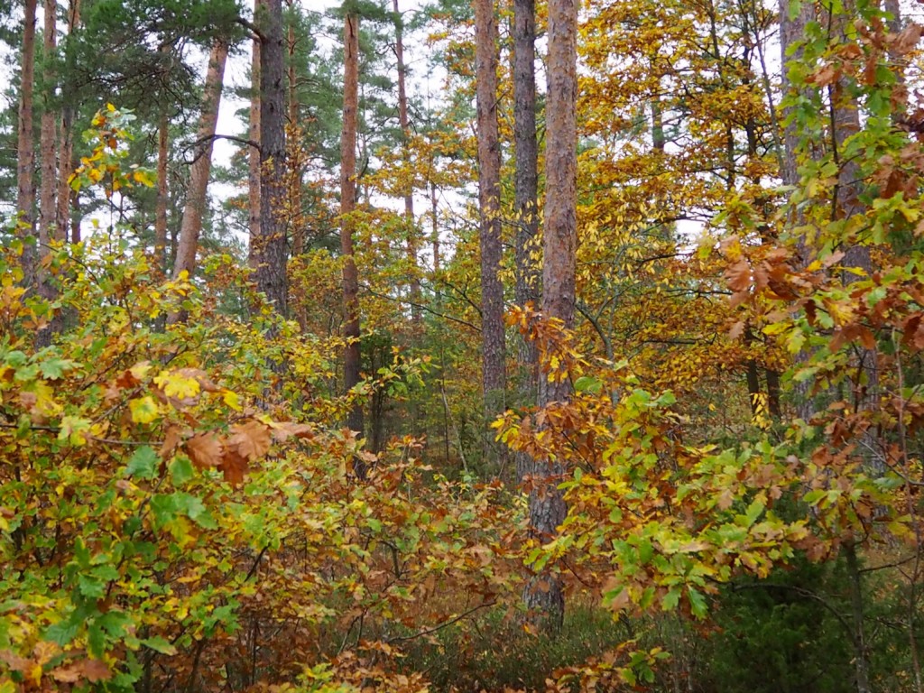 Pilze sammeln in Smaland Schweden Herbst Wald Tovfehult