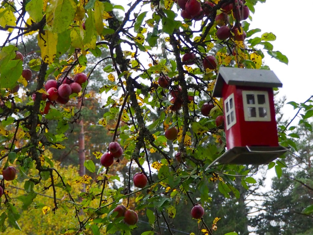 Pilze sammeln in Smaland Schweden Herbst Wald Tovfehult