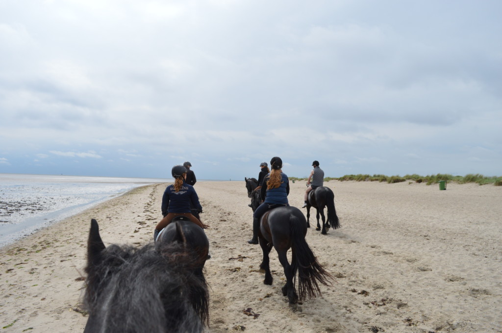 Nordsee Niedersachsen Familotel Friesland-Stern Haflinger Friesen Wangerland Horum Familienurlaub Reiten Appartments Wattritt 
