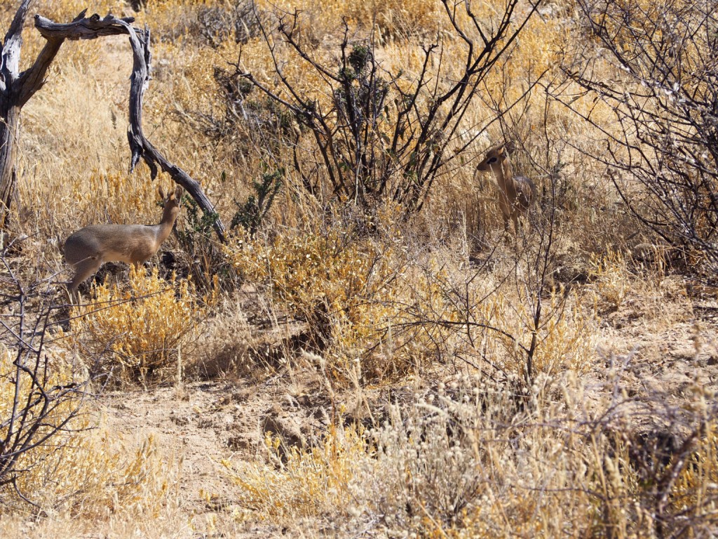 Namibia Omaruru Roidina Geheimtipp Unterkunft stilvoll wohnen