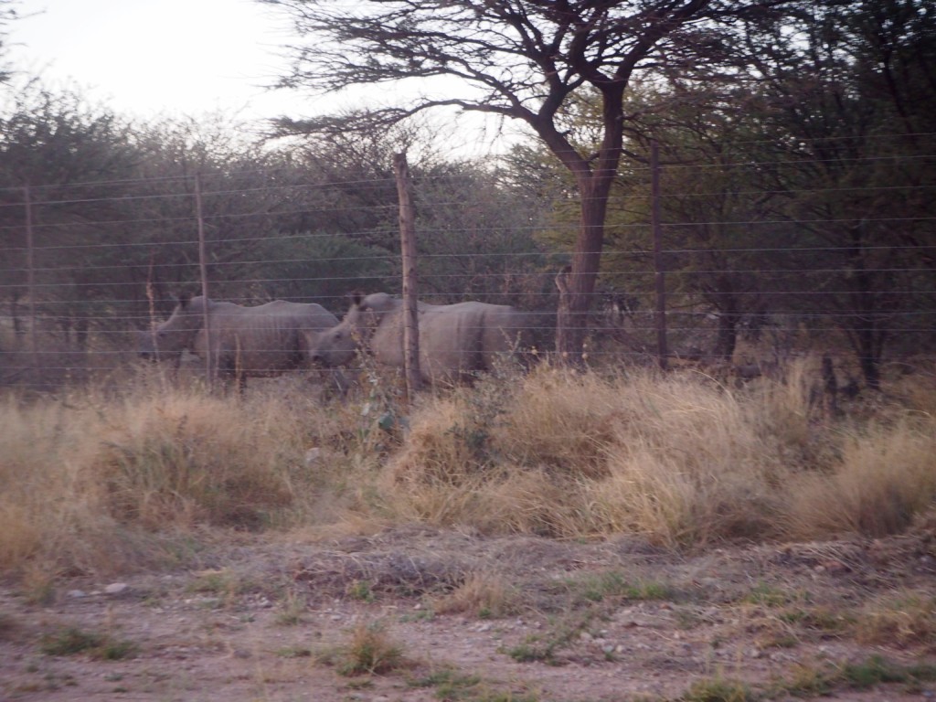 Namibia Omaruru Mount Etjo Nashörner