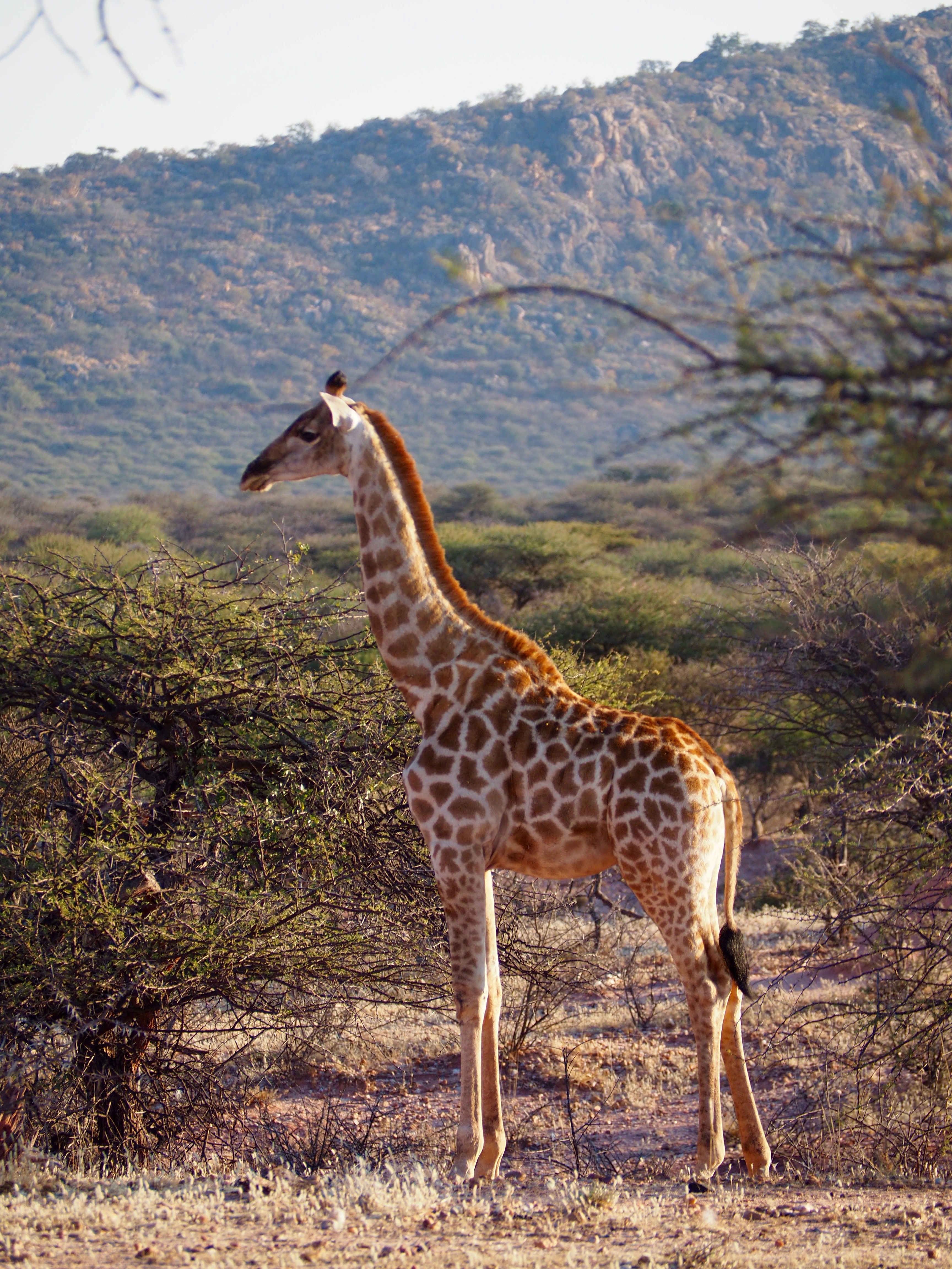 Namibia Omaruru Game drive Mount Etjit Safari Lodge Giraffe