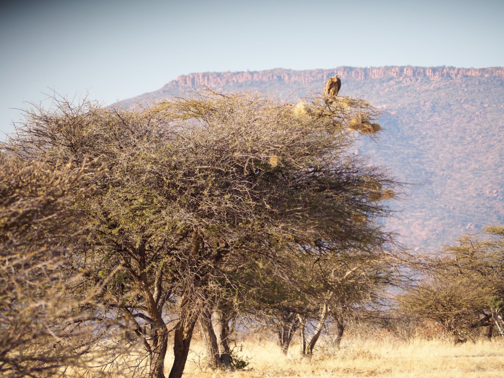 Namibia Omaruru Game drive Mount Etjit Safari Lodge Geier