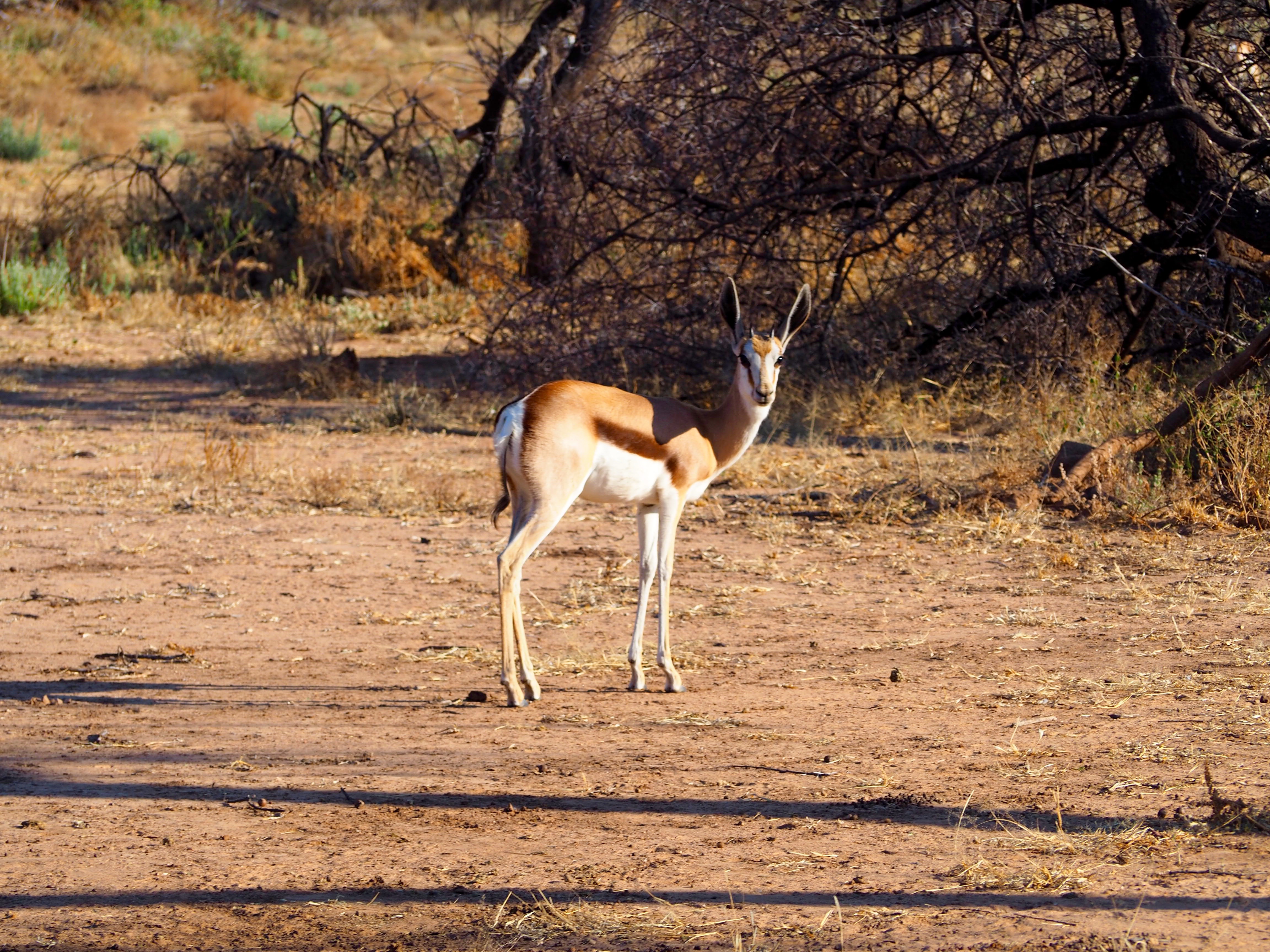 Namibia Omaruru Game drive Mount Etjit Safari Lodge Springbock