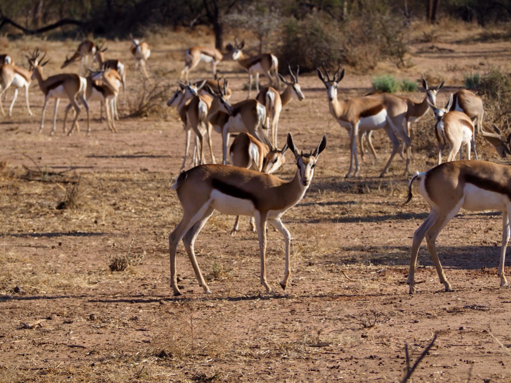 Namibia Omaruru Game drive Mount Etjit Safari Lodge Springbock