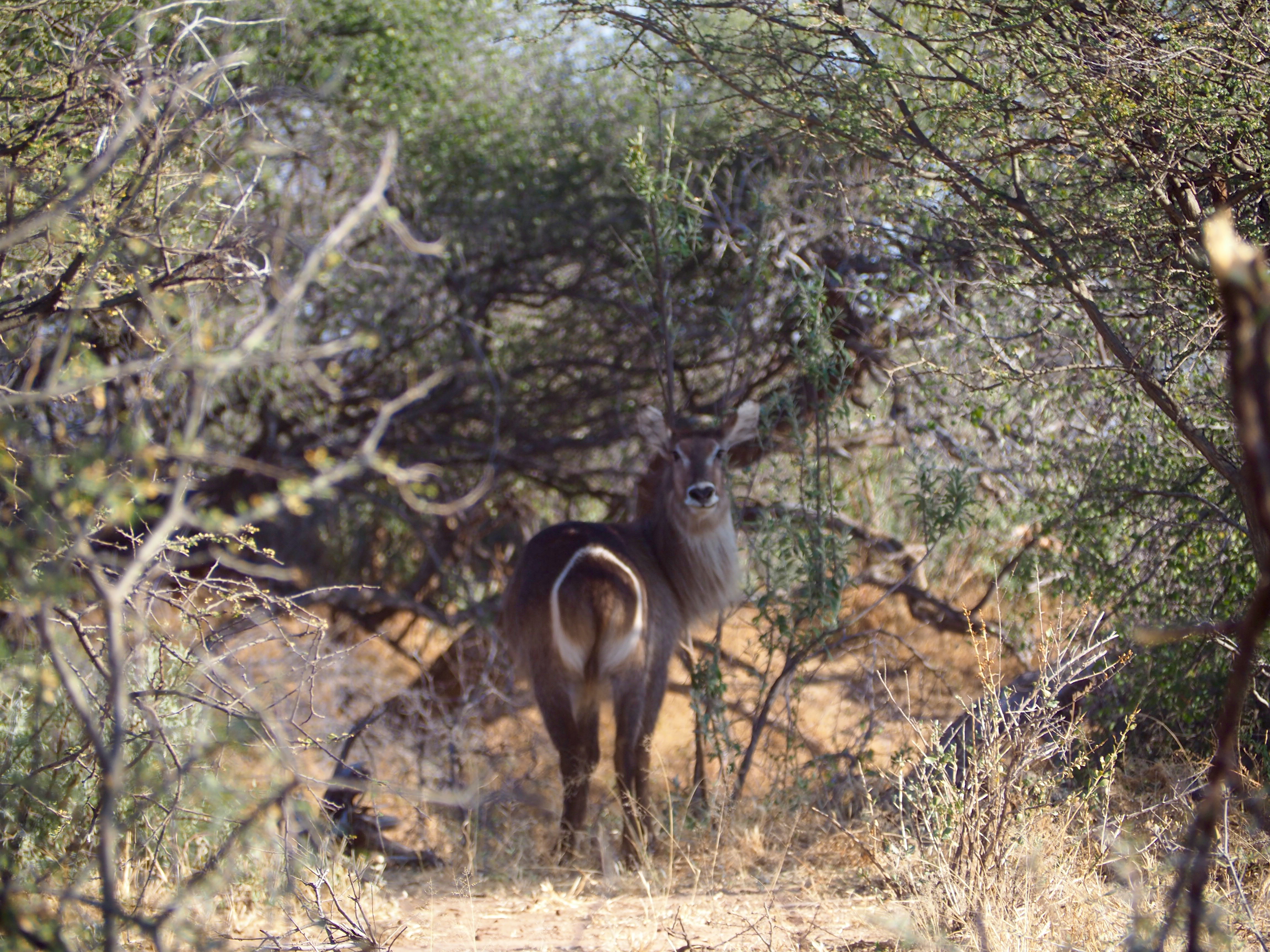 Namibia Omaruru Game drive Mount Etjit Safari Lodge Kudu