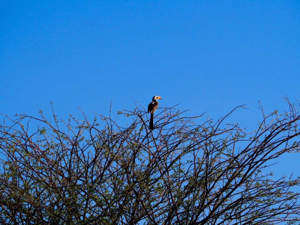 Namibia Omaruru Game drive Mount Etjit Safari Lodge African Fish eagle Seeadler