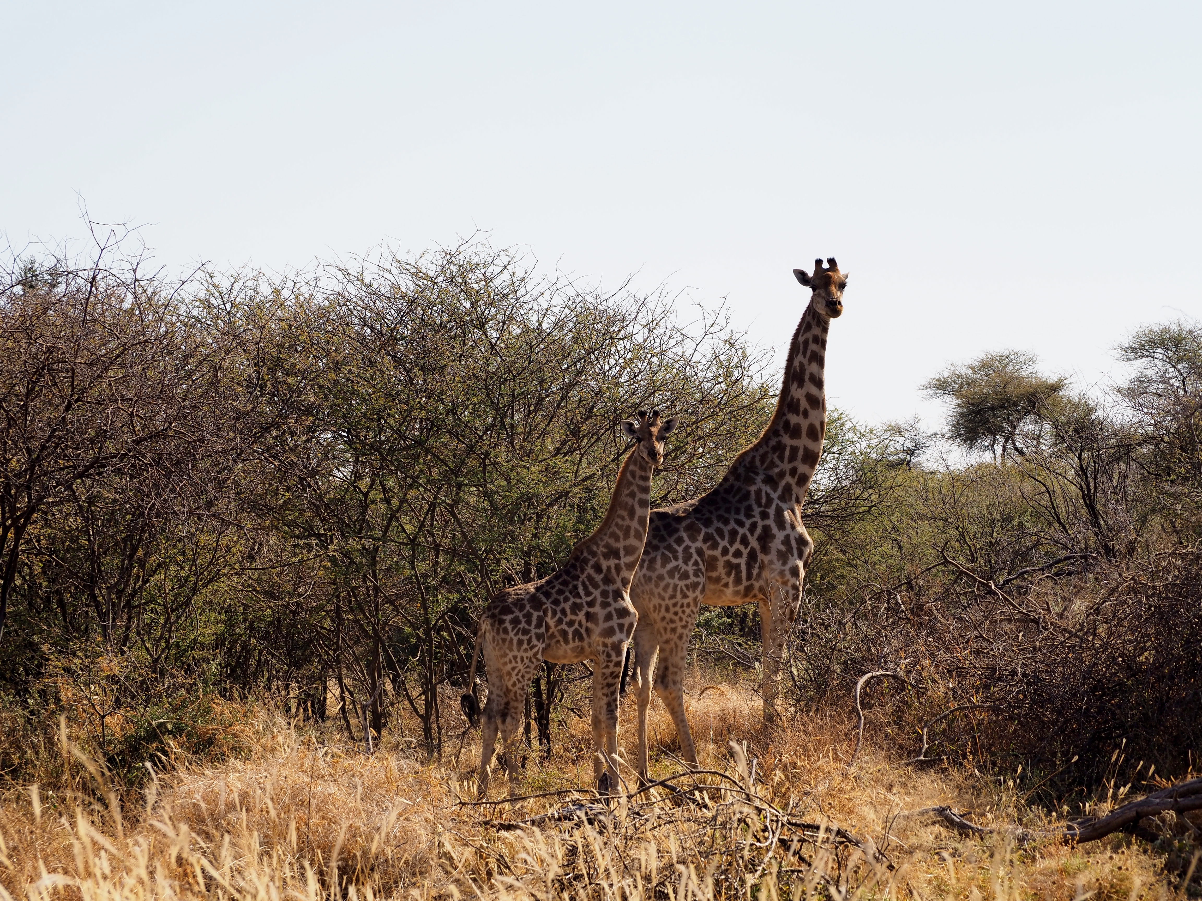 Namibia Omaruru Game drive Mount Etjit Safari Lodge Giraffen