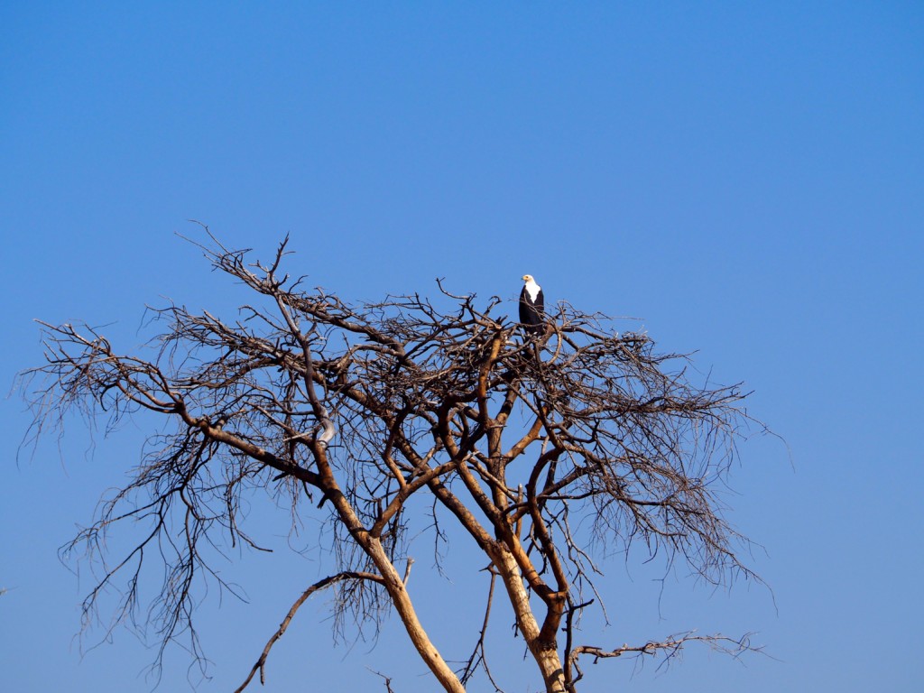 Namibia Omaruru Game drive Mount Etjit Safari Lodge African Fish eagle Seeadler