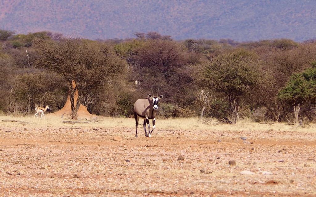 Namibia Omaruru Game drive Mount Etjit Safari Lodge Oryx Antilope