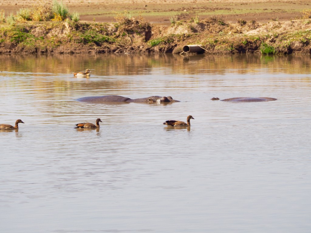 Namibia Omaruru Game drive Mount Etjit Safari Lodge Nilpferde