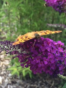 Schmetterling C-Falter in Schleswig-Holstein Schmetterlingsflieder