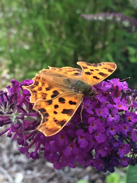 Schmetterling C-Falter in Schleswig-Holstein Schmetterlingsflieder