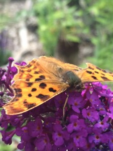 Schmetterling C-Falter in Schleswig-Holstein Schmetterlingsflieder