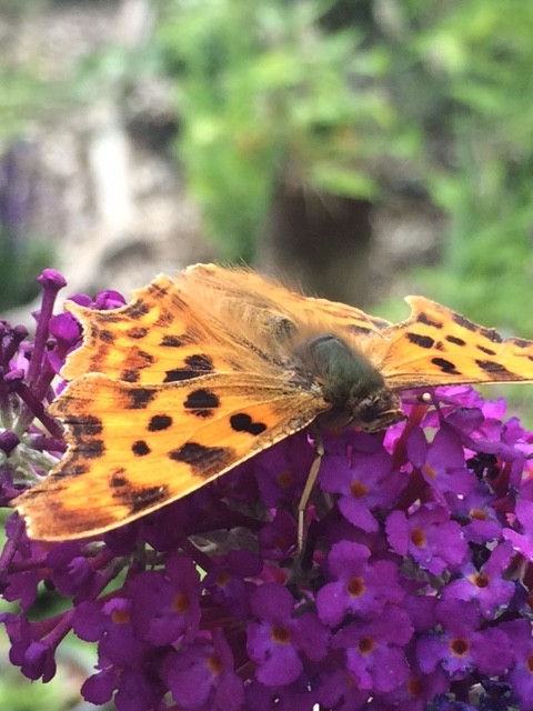 Schmetterling C-Falter in Schleswig-Holstein Schmetterlingsflieder