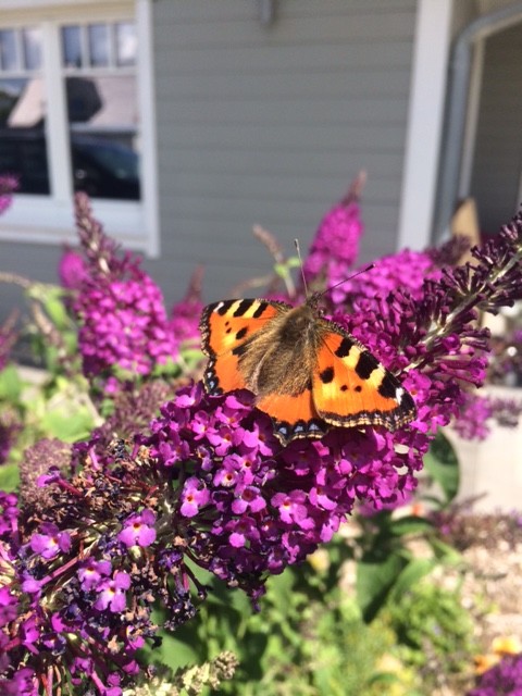 Schmetterling C-Falter in Schleswig-Holstein Schmetterlingsflieder 