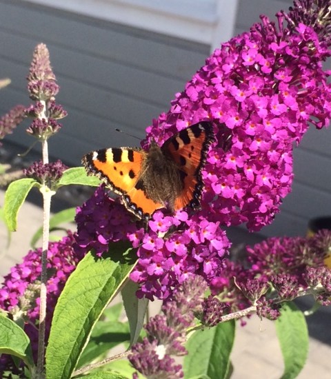 Schmetterling C-Falter in Schleswig-Holstein Schmetterlingsflieder