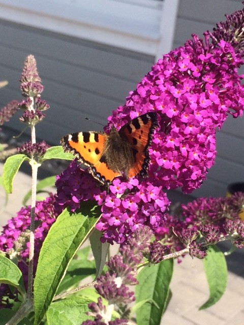 Schmetterling C-Falter in Schleswig-Holstein Schmetterlingsflieder 