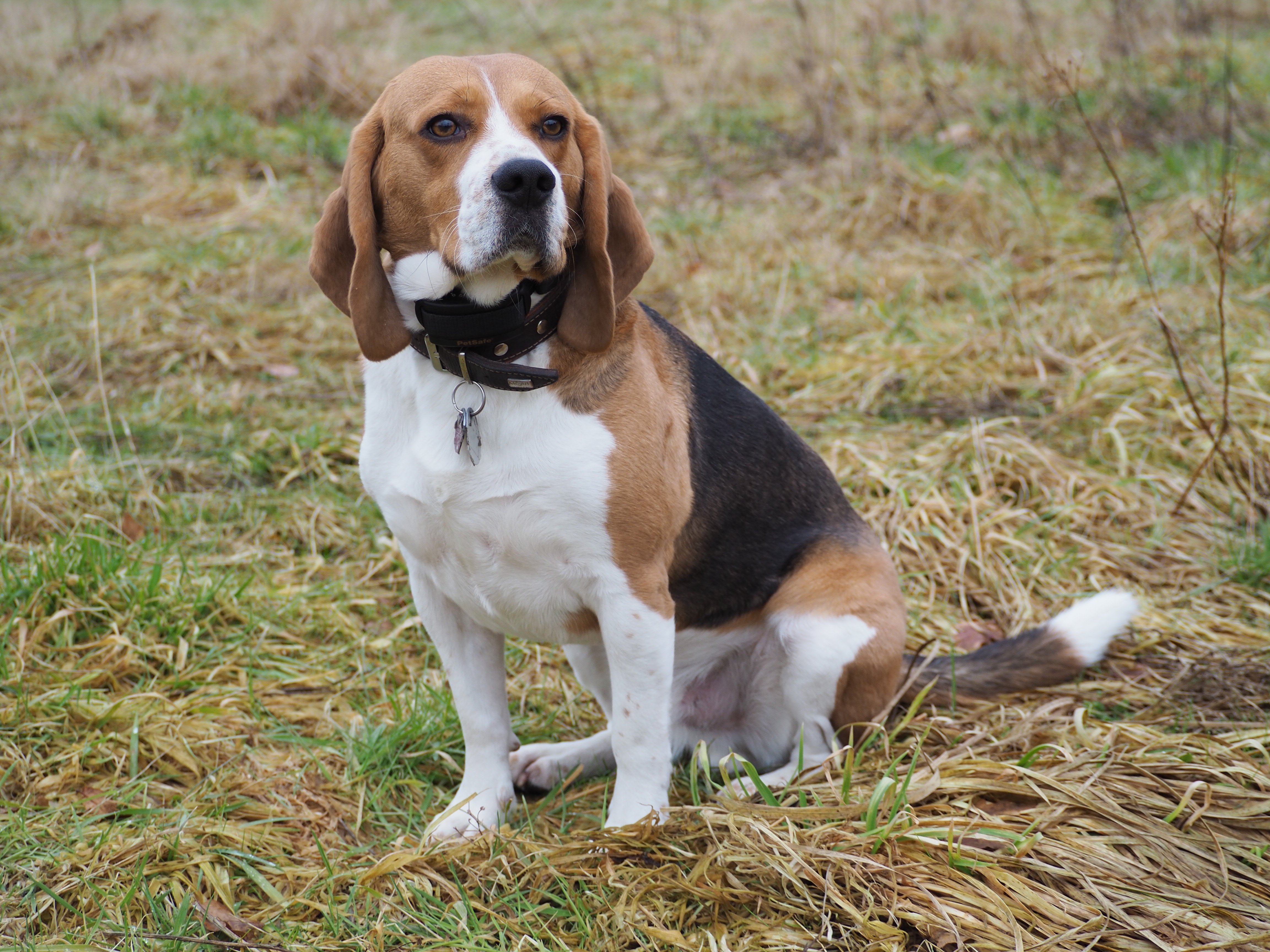 Beagle, Hund, artig, Feld, Gras, Winterraps, Brokstedt