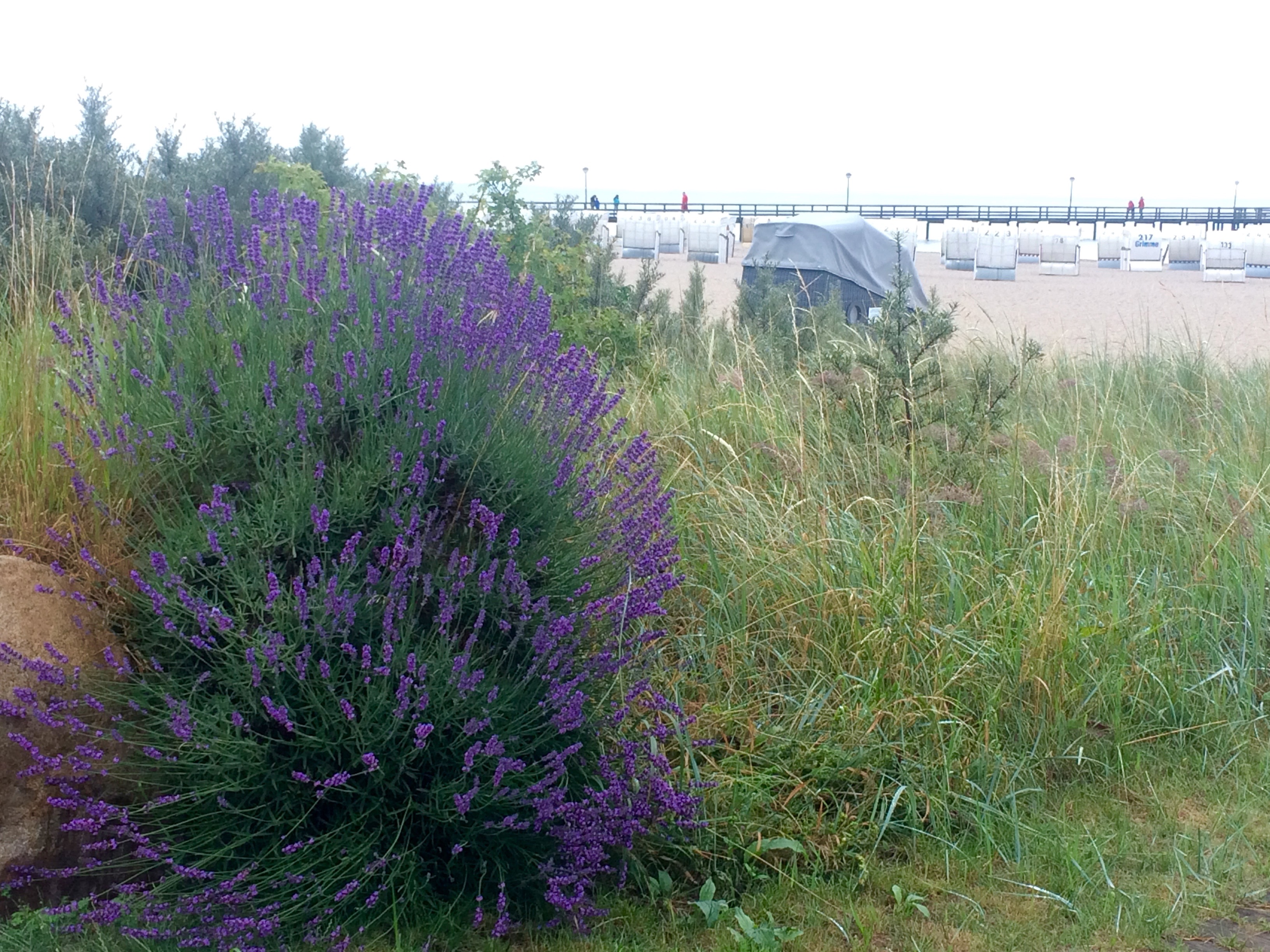 Lavendel Strand Strandkörbe Hotel Strandkind Pelzerhaken Lübecker Bucht Ostsee Schleswig-Holstein