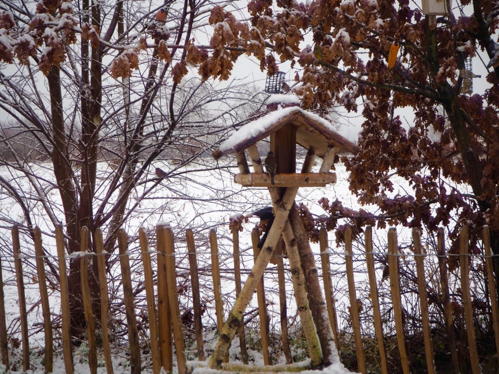 Vögel Winter Futterhaus Schnee Dompfaff Spatz Meise Grünling