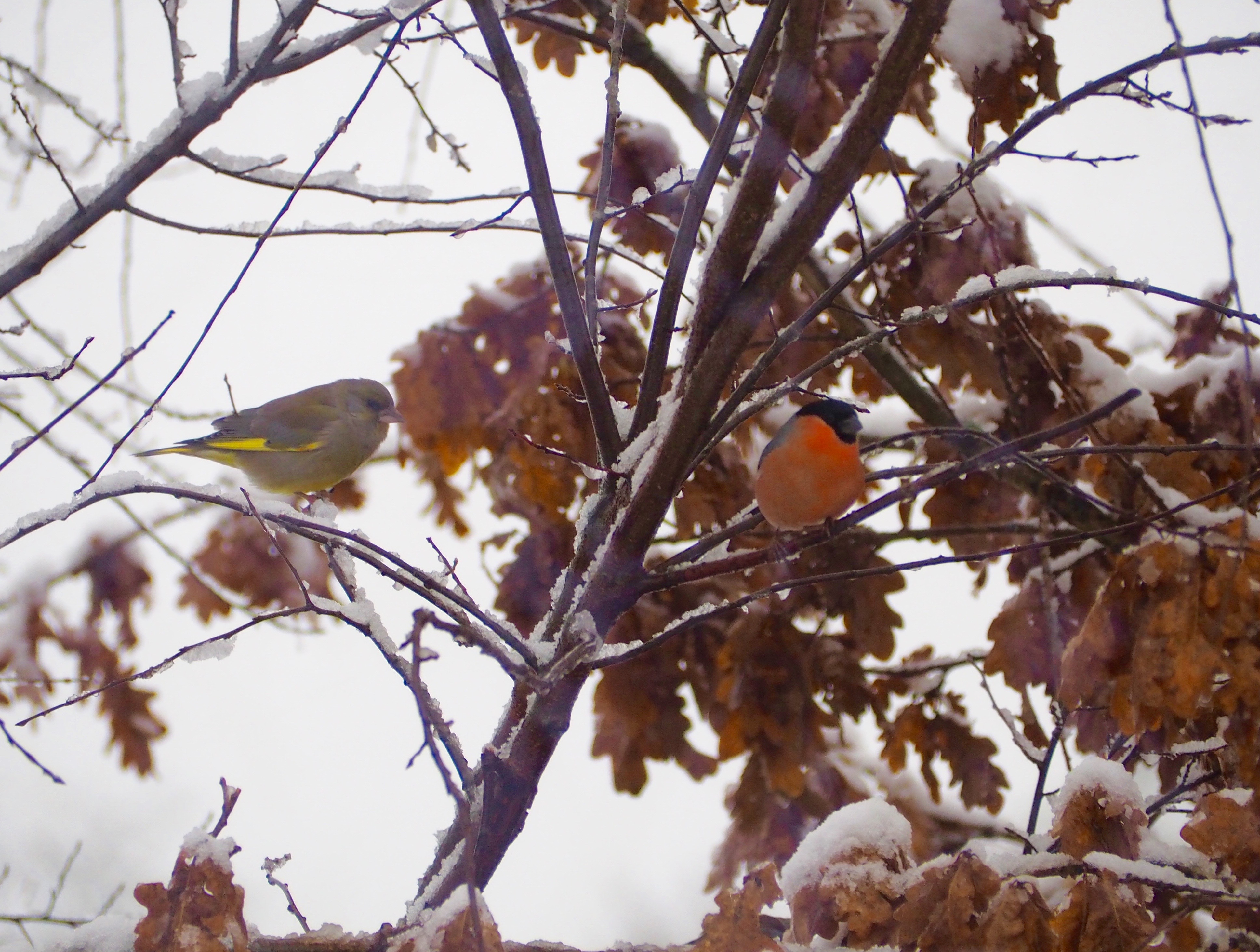 Vögel Winter Futterhaus Schnee Dompfaff Spatz Meise Grünling