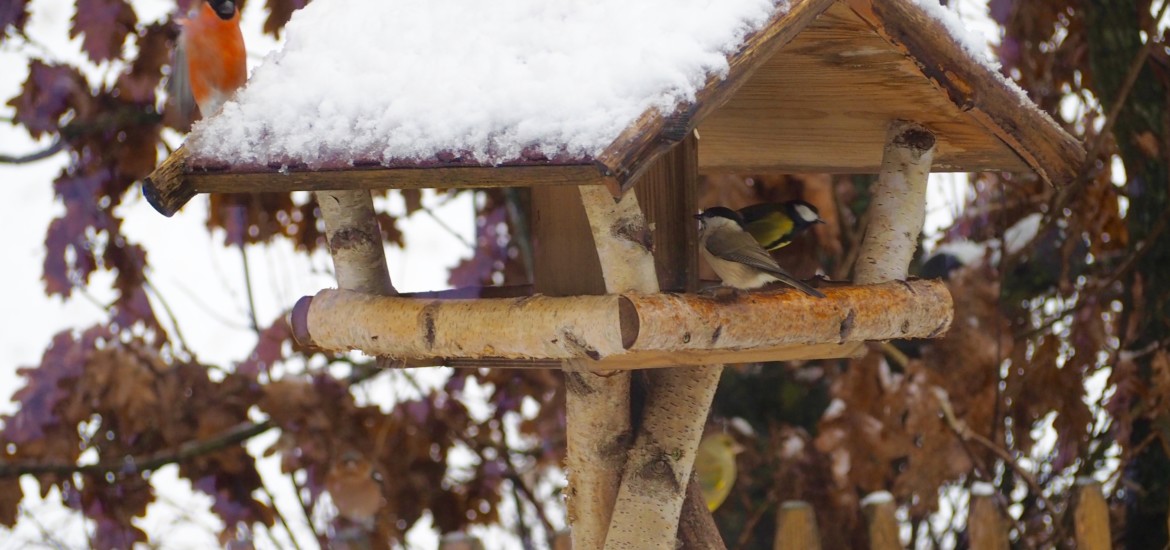 Vögel Winter Futterhaus Schnee Dompfaff Spatz Meise Grünling