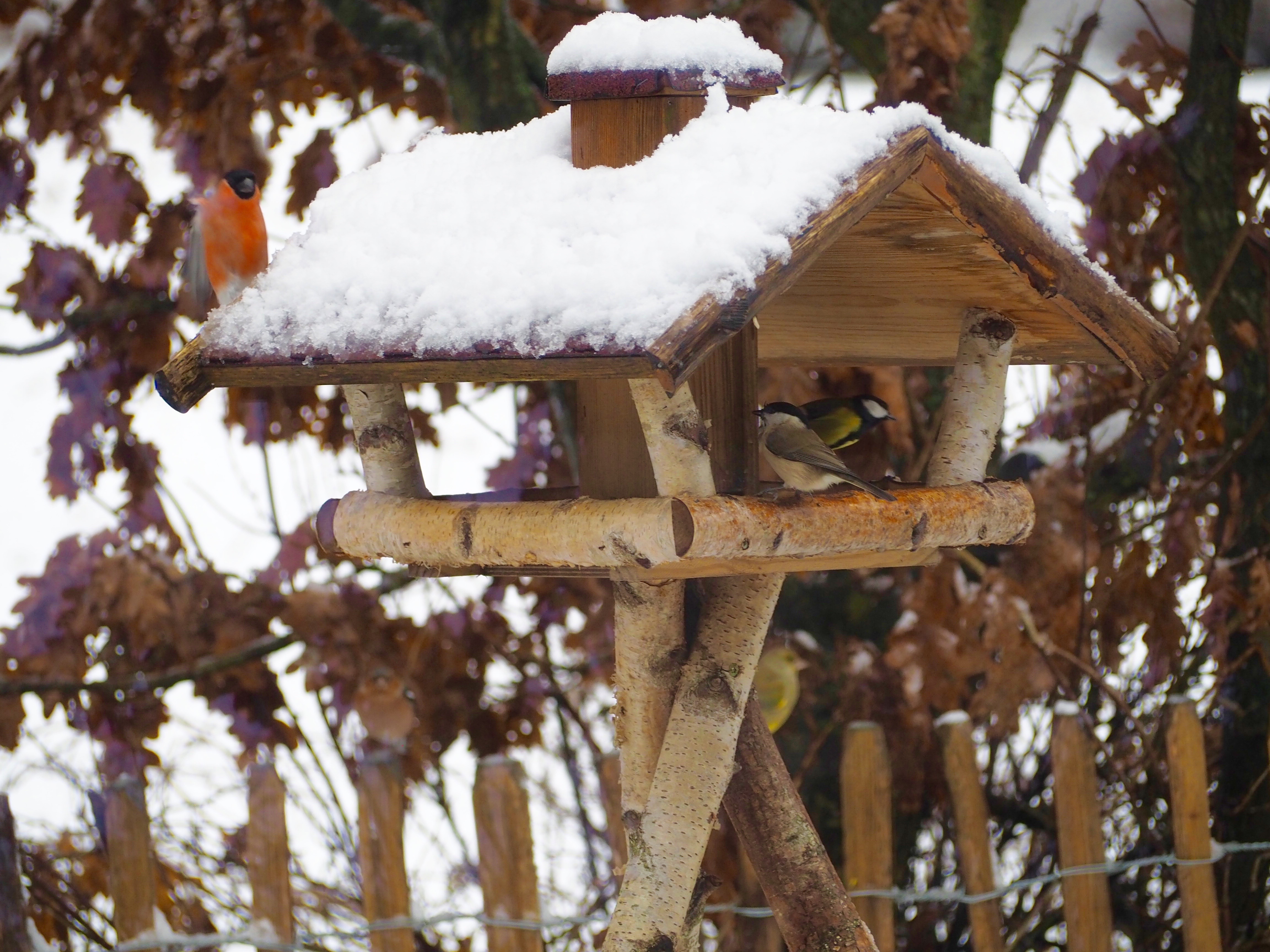 Vögel Winter Futterhaus Schnee Dompfaff Spatz Meise Grünling
