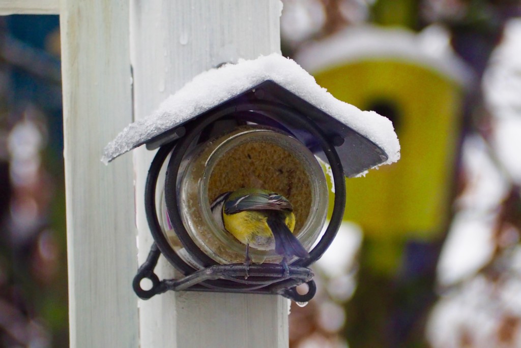 Vögel Winter Futterhaus Schnee Dompfaff Spatz Meise Grünling