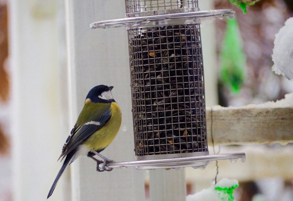 Vögel Winter Futterhaus Schnee Dompfaff Spatz Meise Grünling