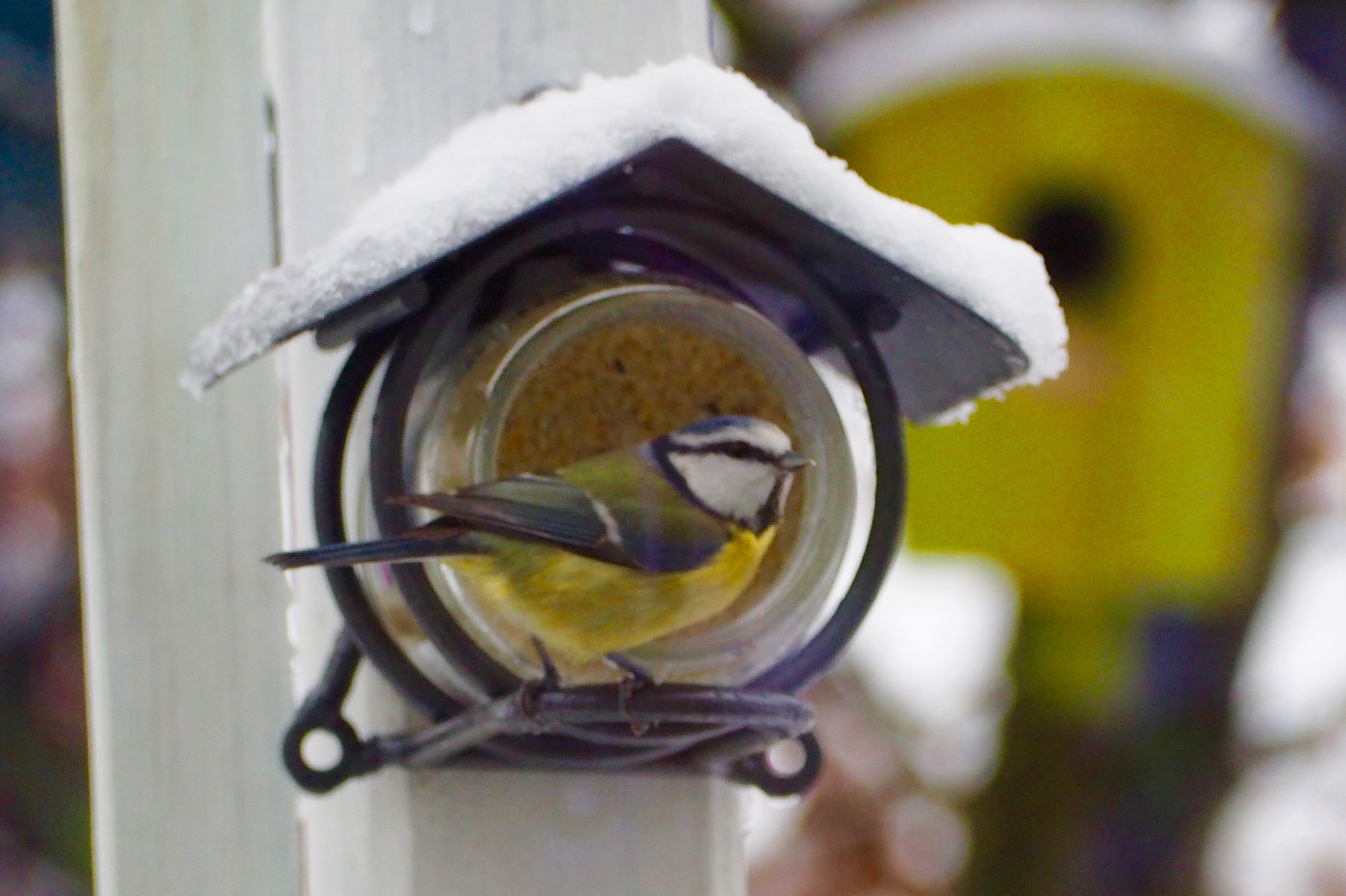 Vögel Winter Futterhaus Schnee Dompfaff Spatz Meise Grünling