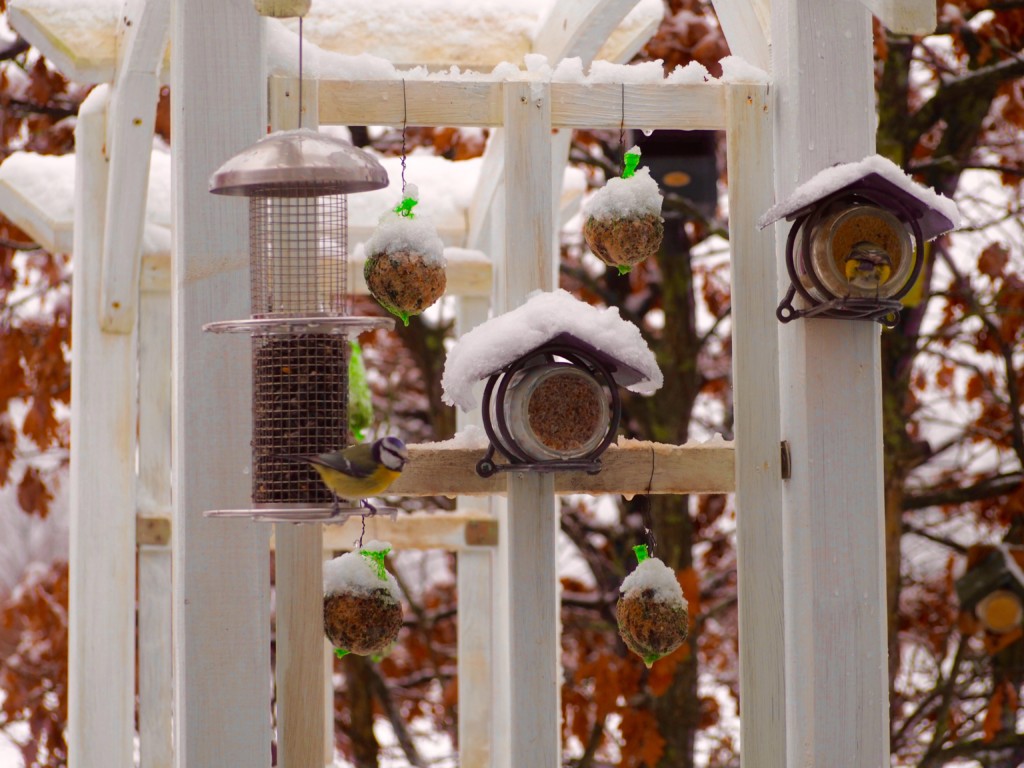 Vögel Winter Futterhaus Schnee Dompfaff Spatz Meise Grünling