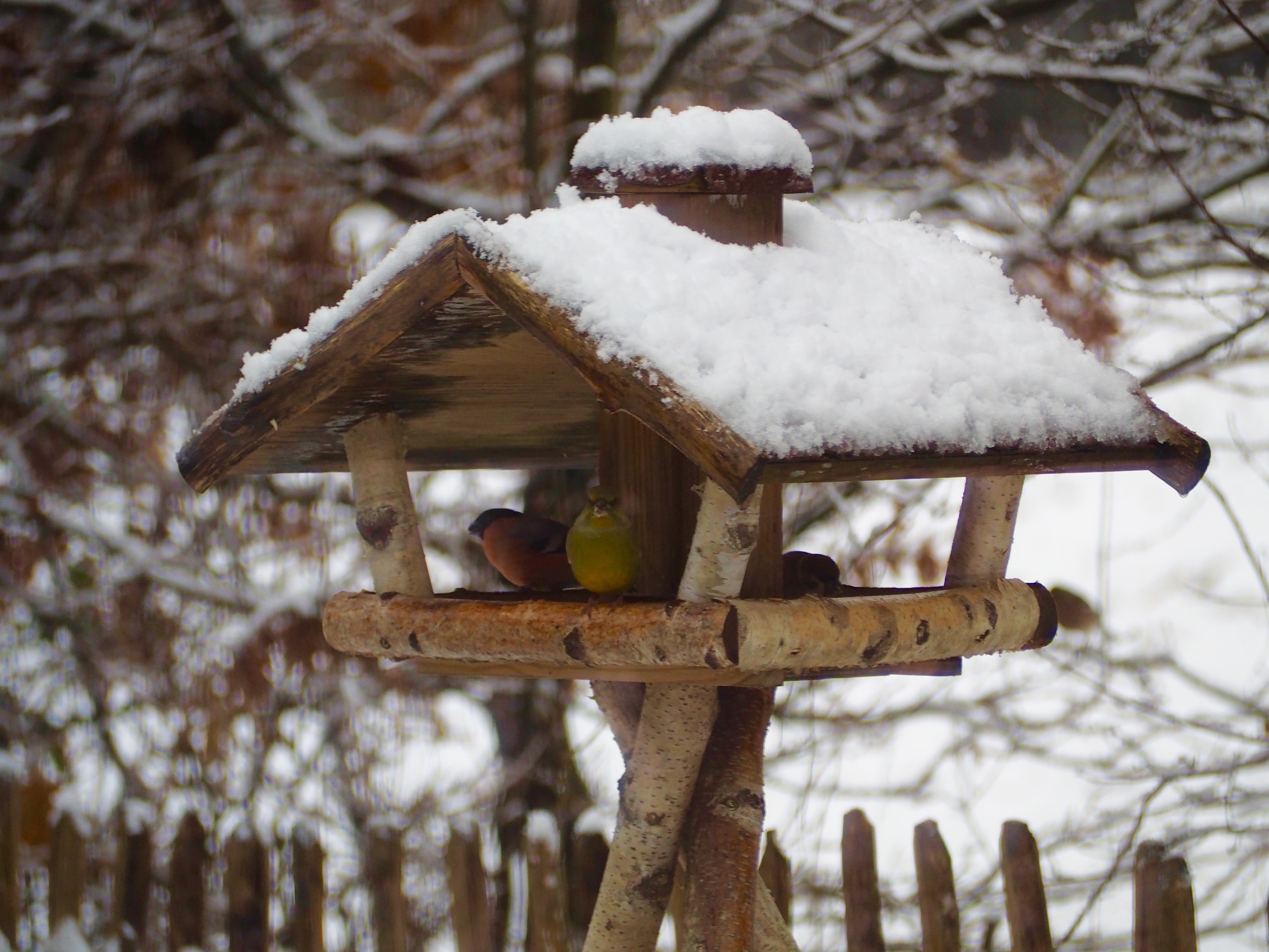 Vögel Winter Futterhaus Schnee Dompfaff Spatz Meise Grünling